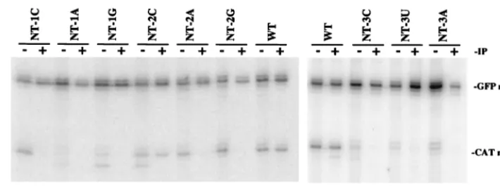 FIG. 4. Analysis of the cap structure on wild-type (WT) and mutant CAT transcripts. Following in vitro transcription, total RNA was hybridized to end-labeledoligonucleotides complementary to regions in the GFP mRNA (nucleotides 73 to 94) and CAT mRNA (nucl
