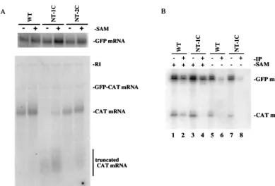 FIG. 5. Analysis of transcripts generated in the presence or absence of SAM. (A) Northern blot analysis