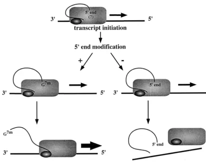 FIG. 6. Processive-elongation and abortive-elongation models. The encapsidated RNA template is shown as a horizontal line