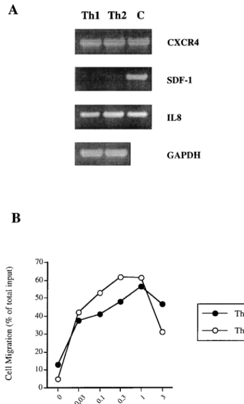 FIG. 6. Expression of functional CXCR4 molecules on Th1 and Th2 CBlines. (A) Comparable expressions of CXCR4 and IL-8, but lack of SDF-1
