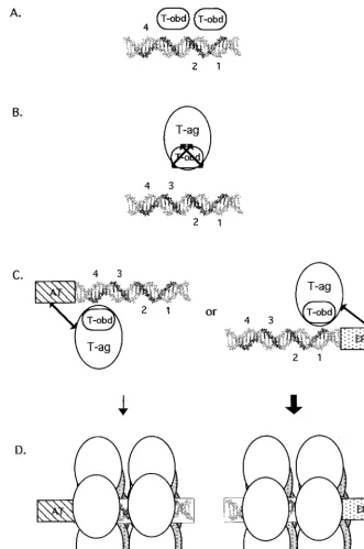 FIG. 11. Model depicting the requirements for binding of T-ag-obdversion of site II is necessary and sufﬁcient for binding of T-ag-obd131–260 and T-ag to site II and the asymmetric extensions of site II