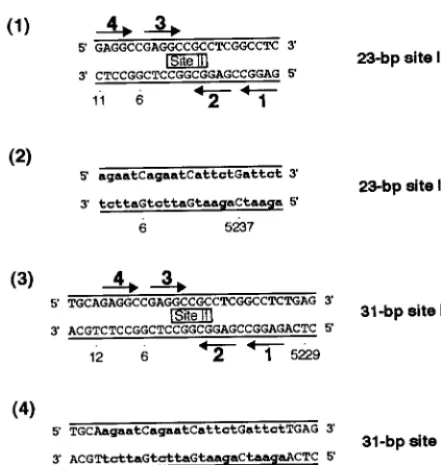 FIG. 1. Sequences of the site II-based oligonucleotides. Diagrams 1 and 3depict oligonucleotides containing site II, while diagrams 2 and 4 represent