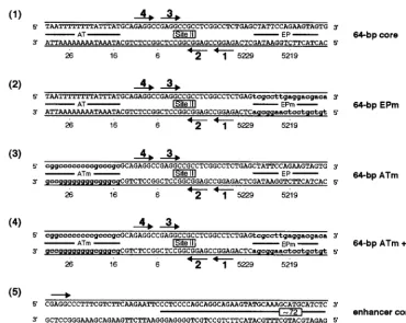 FIG. 3. Sequences of the 64-bp core oligonucleotide and mutant forms of this molecule