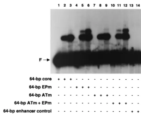 FIG. 5. Determination of whether puriﬁed forms of T-ag-obd catalyze struc-tural changes in the core origin