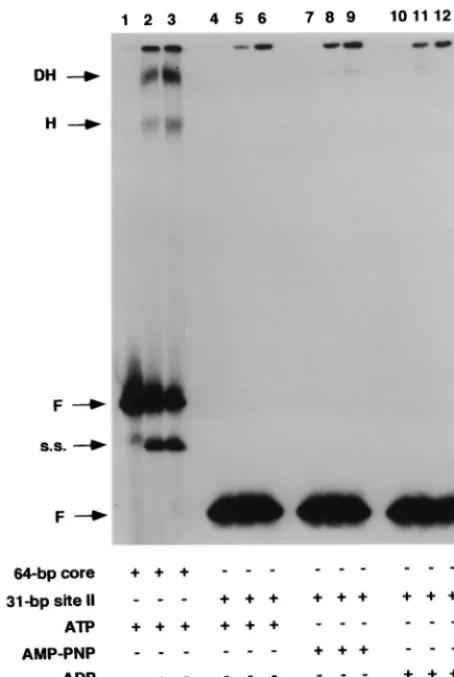 FIG. 6. Gel mobility shift assay used to establish whether T-ag can assembleon the 31-bp site II oligonucleotide