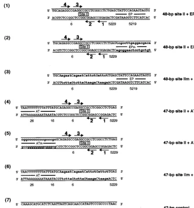 FIG. 8. The set of oligonucleotides collectively termed the asymmetric extensions of site II; the names of the individual oligonucleotides are given to the right oftheir sequences