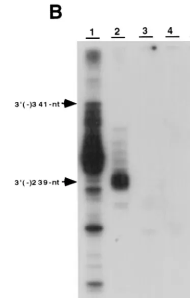 FIG. 7. cisHCV RNA. (A) The structure of RNA templates used. (B) Products wereanalyzed on an 8 M urea–5% polyacrylamide gel