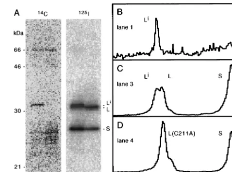 FIG. 1. Isoprenylation of L as detected byC labeling in vivo and immuno-after which the total proteins were resolved by gel electrophoresis, followed byelectrotransfer, all as described in Materials and Methods