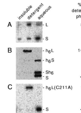 FIG. 4. Triton X-114 phase separation of delta proteins. As described inMaterials and Methods, samples containing different forms of the delta proteins
