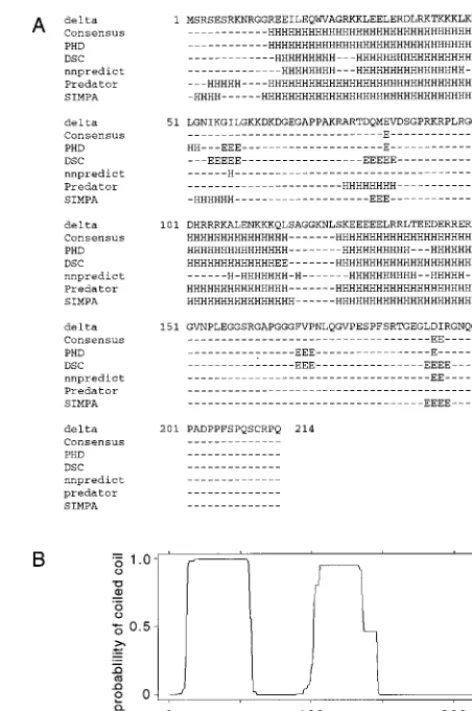 FIG. 5. Predicted secondary structure of the large form of HDV antigen. (A)The protein sequence of Kuo et al