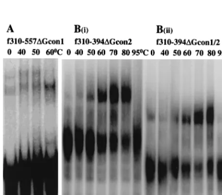FIG. 2. Pal is dispensable in dimer formation but is required to stabilize thedimeric structure