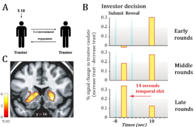 Figure �.�.�: Activation of the striatum when reciprocal behavior is revealed. A. Trust game playedsimultaneously between two players while recording their brain activities