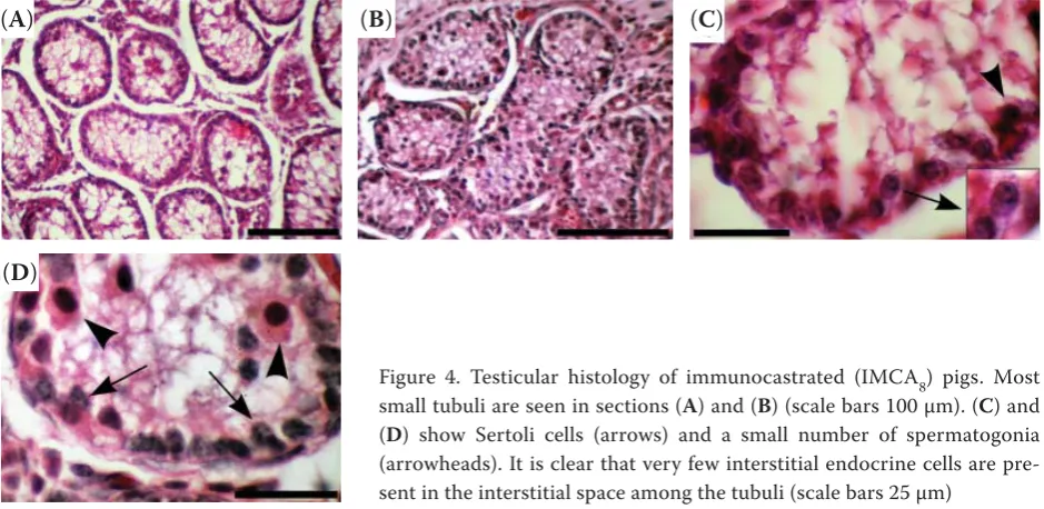 Table 2. Testes parameters (seminiferous duct diam-eter (SDD; μm), seminiferous duct area (SDA; μm2) and germinal epithelium height (GEH; μm)) in immunocas-trated and non-castrated pigs