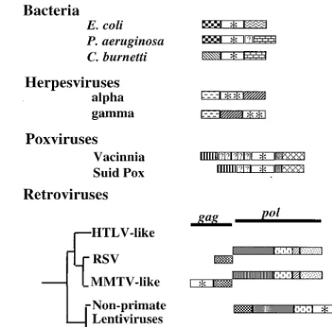FIG. 2. The location of the gene is variable in the genomes of eubacteria,Symbols are as follows