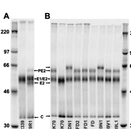TABLE 1. Viruses used in the present studies