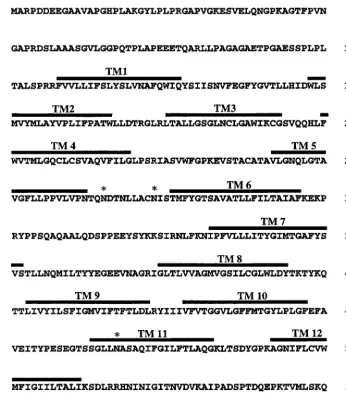 FIG. 1. Amino acid sequence and major structural features of the human FLVCR protein. The FLVCR protein contains 555 amino acids with 12 hydrophobicpotential TM sequences