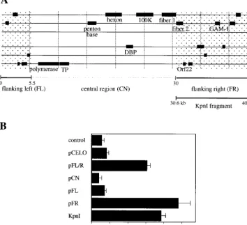 FIG. 1. E2F activation assay with different CELO virus constructs. (A) Schematic organization of the CELO virus genome