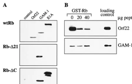 FIG. 6. Mutation analysis of the LxCxD motif of Orf22. (A) Schematic dia-gram showing modiﬁcations of the LxCxD motif
