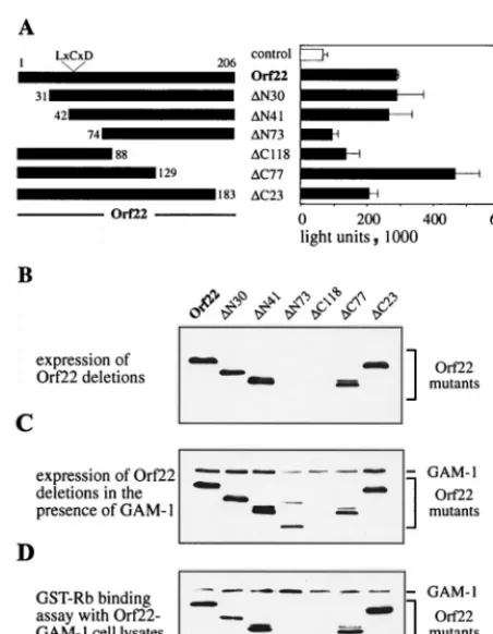 FIG. 8. Analysis of the Orf22 mutant �428. (A) Amino acid composition ofOrf22 and spatial arrangement of four of the peptides used in competition assays.