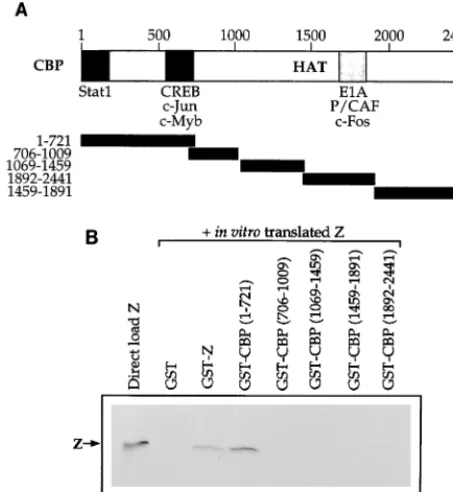 FIG. 2. Z binds to the amino-terminal portion of CBP. (A) Schematic of theCBP protein
