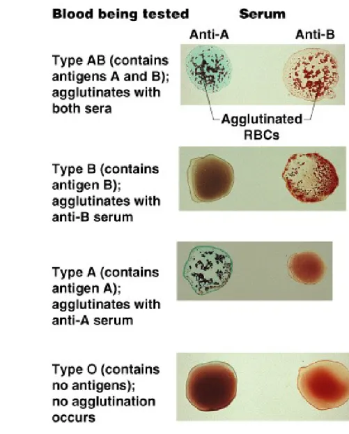 Figure 10.8Blood Typing