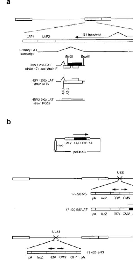 FIG. 1. The HSV DNA genome, the LAT region, and constructs used in thisstudy. (a) The LATs are transcribed from the long terminal repeat regions of the