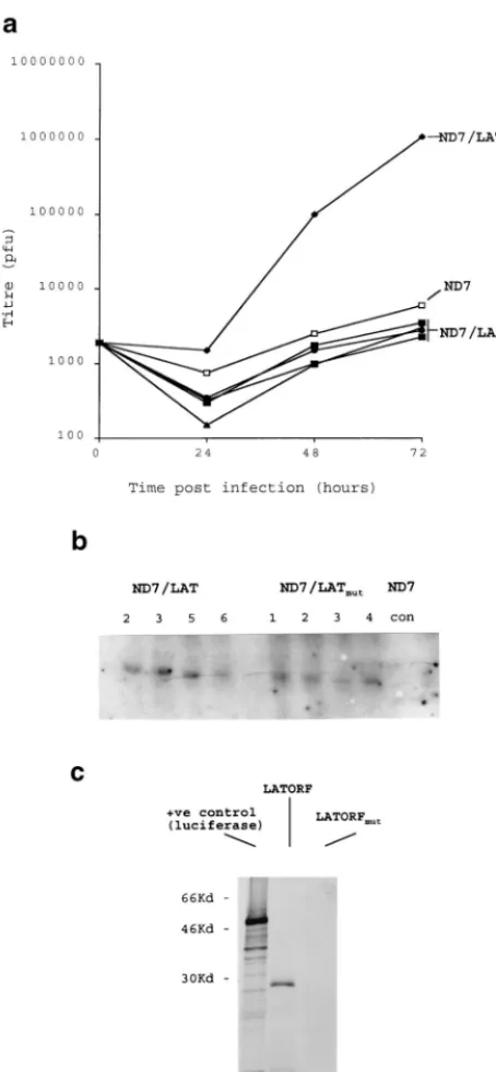 FIG. 4. The HSV1 LAT ORF functions as a protein. (a) Viruses and cell lineswere produced as described in Fig