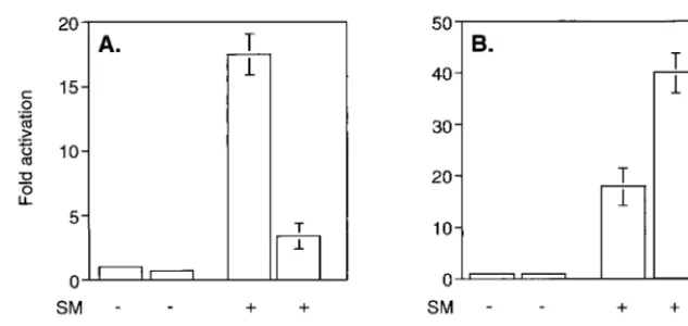 FIG. 2. Effects of CRM 1 overexpression and LMB treatment on cellular distribution of SM