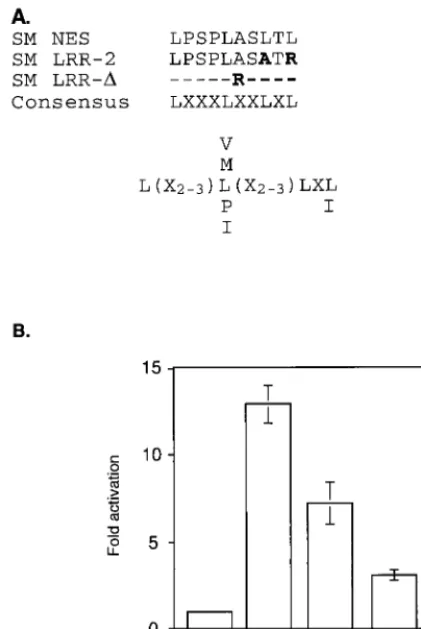 FIG. 3. Effect of mutation of a leucine-rich putative SM NES on SM-medi-ated activation