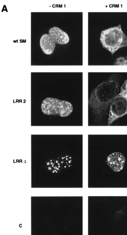 FIG. 4. Effects of CRM 1 overexpression on cellular distribution of SM andSM LRR mutants