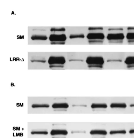 FIG. 6. Effect of LRR mutation on intracellular compartmentalization ofSM. (A) Detergent-solubilized lysates of cells transfected with SM, LRR-2, or