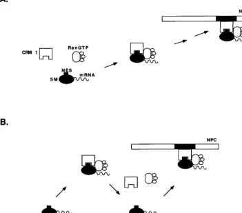 FIG. 8. Models for intranuclear translocation of SM. (A) Conventional model for CRM 1-mediated export of an NES-containing protein