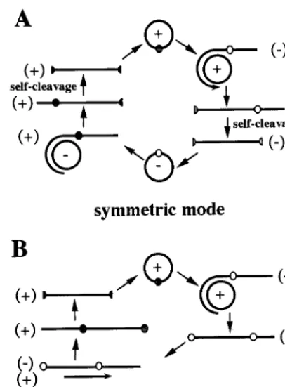 FIG. 1. Schematic representation of the mechanism of viroid rolling circlereplication by either the symmetric (A) or the asymmetric (B) mode