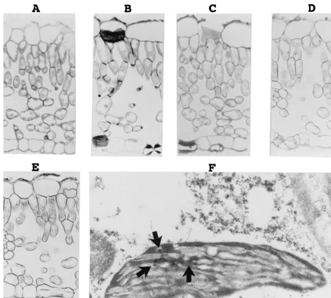 FIG. 2. Detection of PLMVd by in situ hybridizations with DIG-labeled riboprobes. (A to E) Observations of the DIG-labeled hybrids by light microscopy
