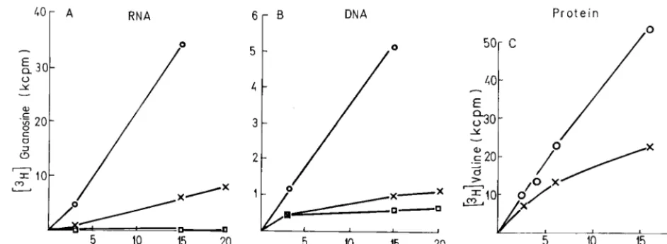 FIG. 7. Synthesis of DNA, RNA, and protein in L-2 cells cured of mengovirus by BrTu and Tu