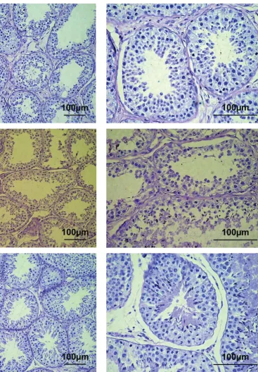 Figure 3. Abnormalities in the testes and signs of reduced or improper spermatogenesis observed in three 10-month-old bucks (F10, G10 and H10)