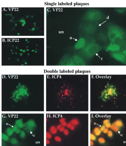 FIG. 1. Indirect immunoﬂuorescence of HSV-1(F)-infected cell plaques singly labeled with antibodies speciﬁc for VP22 (A and C) and ICP22 (B) and doublylabeled with antibodies speciﬁc for VP22 and ICP4 (D to I)