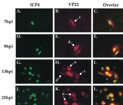 FIG. 3. Indirect immunoﬂuorescence of HSV-1(F)-infected cells doubly labeled with antibodies speciﬁc for VP22 (B, E, H, and K) and ICP4 (A, D, G, and J)