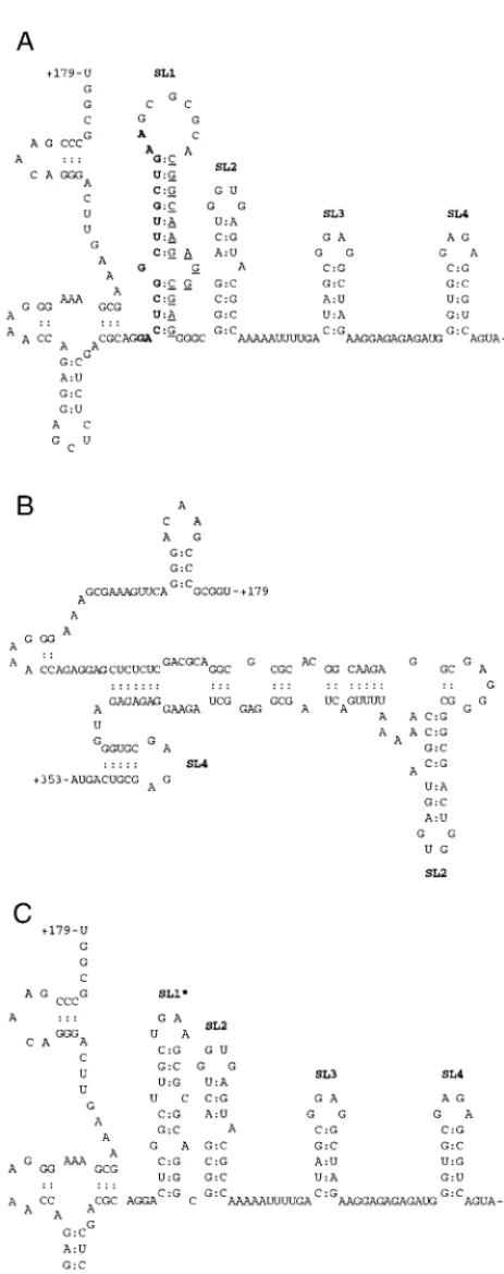 FIG. 1. Schematic illustrations of the BH10-LD3 and BH10-LD4 deletionsand their effects on the formation of RNA secondary structure