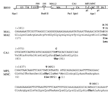 FIG. 2. Compensatory point mutations MA1, MA2, CA1, MP2, and MNC within the HIV-1 genome