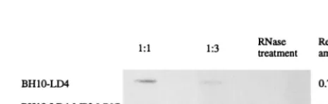 FIG. 4. Roles of the point mutations MA2, MP2, and MNC combined eitherseparately or together with the BH10-LD4 deletion mutation to yield BH10-