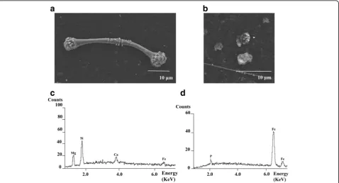 Fig. 1 An example case of the analysis by electron microscopy. The fibers and particles were divided into ferruginous bodies (a), uncoated fibers,and particles (b) based on the morphological findings
