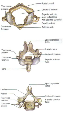 FIGURE 2 