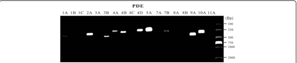 Fig. 1 Expression of the mRNA for different PDE isoforms in adult rat urinary bladder