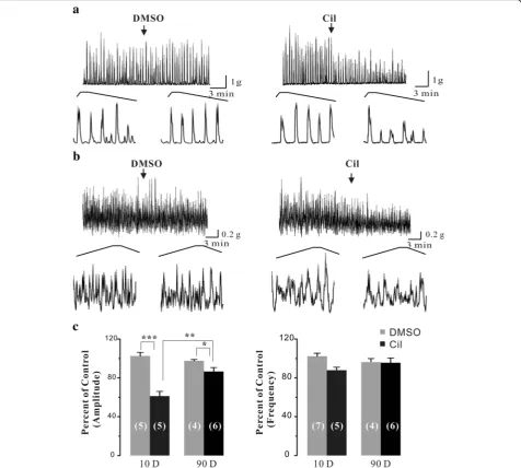 Fig. 3 Effects of Cil on the carbachol-enhanced phasic contractions of neonatal and adult rat urinary bladder strips