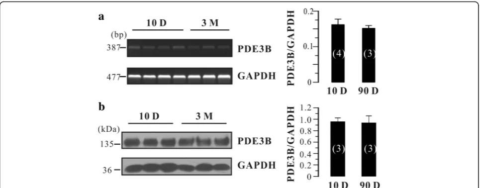 Fig. 4 PDE3B expression was determined by RT-PCR and western blotting in neonatal and adult rat urinary bladder, respectively