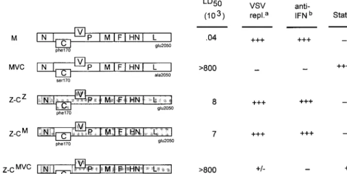 FIG. 1. Genotypes and phenotypes of the SeV strains examined. The genotypes of the various SeV strains examined in this study are represented as rectangles onthe left, in which the linear arrays of genes (not drawn to scale) are shown as boxes