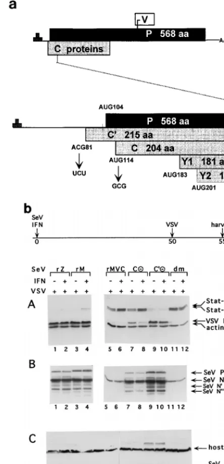 FIG. 4. (a) ORF organization and expression of the SeV P gene. The threeORFs expressed as proteins (P, C, and V) are shown as horizontal boxes, drawn