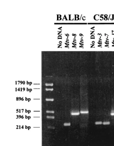 TABLE 1. Deletion of speciﬁc T-cell classes in (C58 � PERA)F1 and (C58 � PERA) � PERA N1 backcross mice
