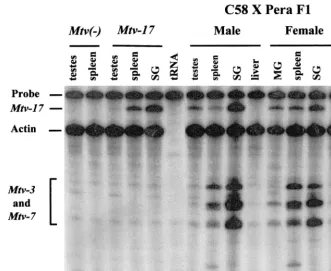 FIG. 7. RNase protection assays for the expression of endogenous MMTVs. Total RNA (40 �Hybridizations contained RNA from the following sources: tissues from an MMTV-negative backcross mouse (lanes 1 and 2), tissues from a backcross animal containingMtv-17t